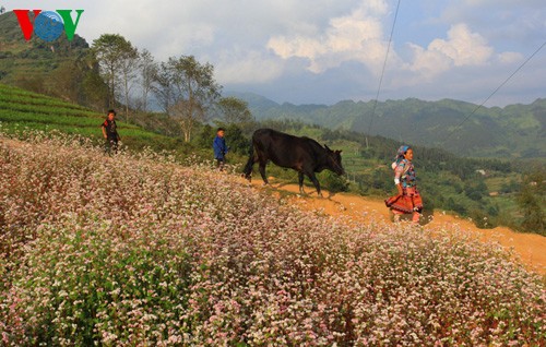 Buckwheat flowers blossom in Si Ma Cai - ảnh 9